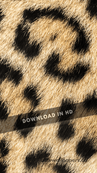 Animal Leopard